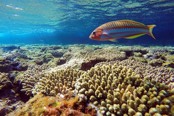 Sharm El Sheikh